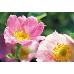 Weleda Nachtcrème Wilde Rozen Vitaliserend 9 Weleda Nachtcrème Wilde Rozen Vitaliserend -Clarins Verkoopwinkel 133005 4