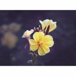 Weleda Dagcrème Evening Primrose -Clarins Verkoopwinkel 974001 4